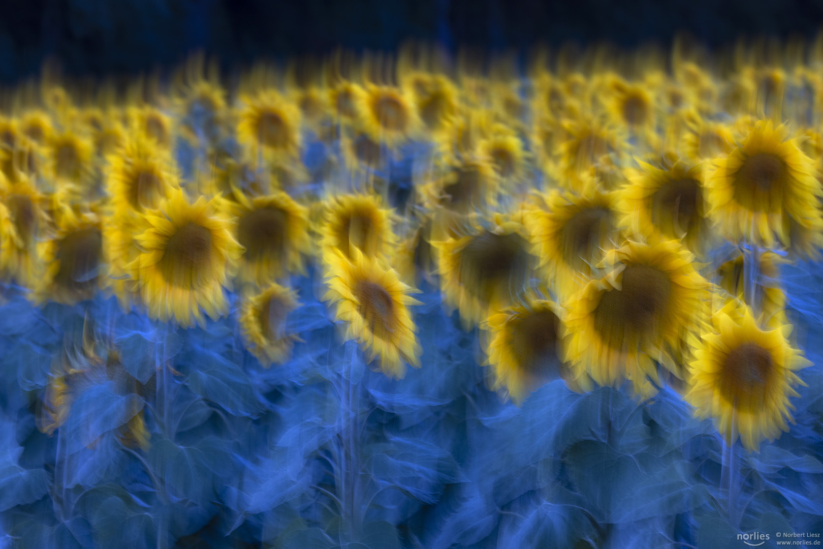 Sonnenblumenbewegung
