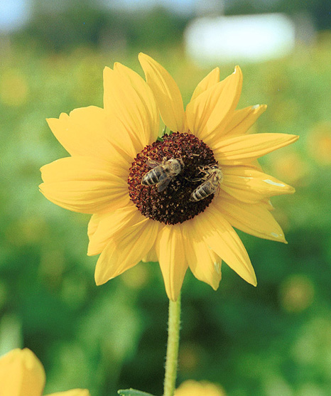 ***Sonnenblumenbienchen***