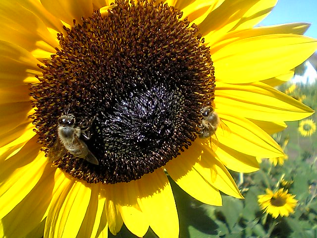 Sonnenblumen[bienen] aus Papenburg