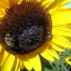 Sonnenblumen[bienen] aus Papenburg