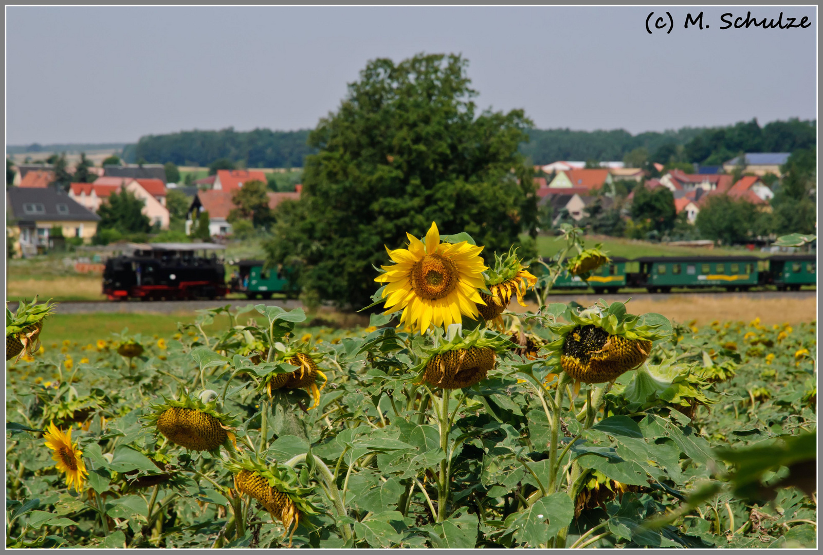 Sonnenblumenbild (2)