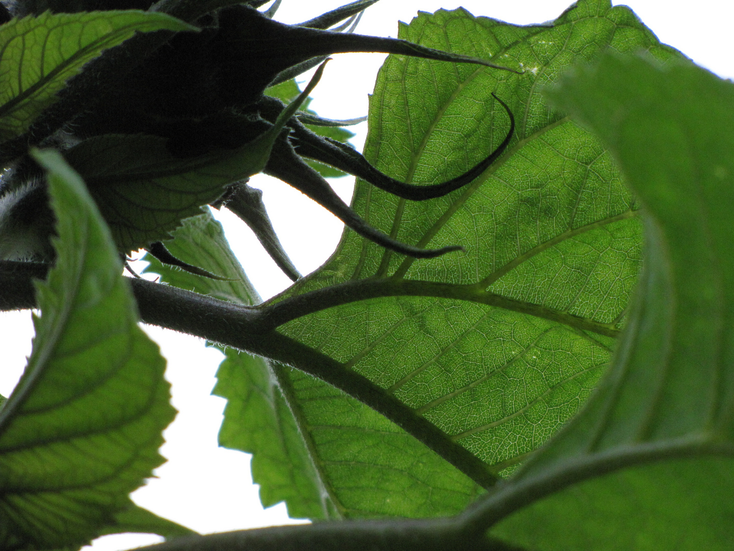 Sonnenblumenblatt