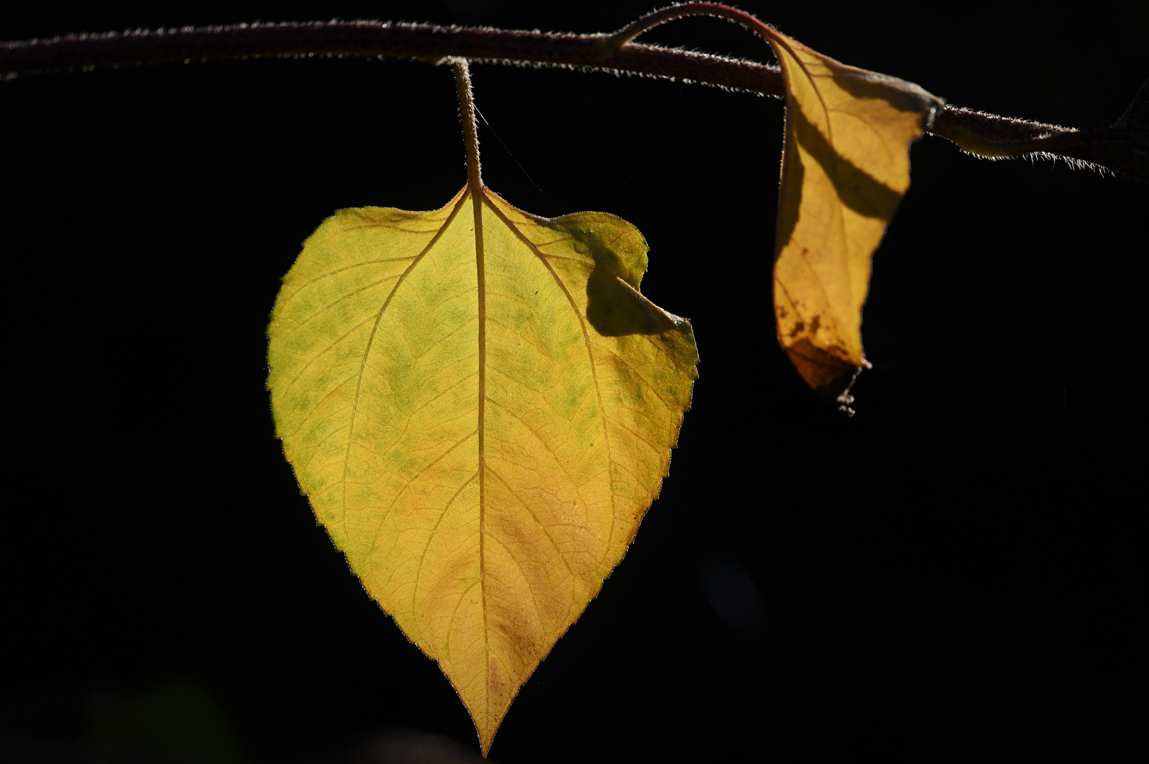 Sonnenblumenblatt