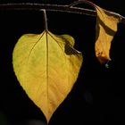 Sonnenblumenblatt