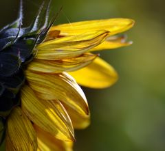 Sonnenblumenblüte