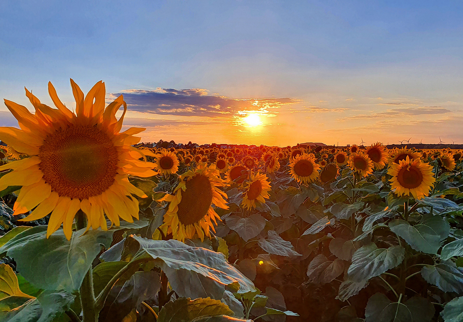 Sonnenblumenblüte