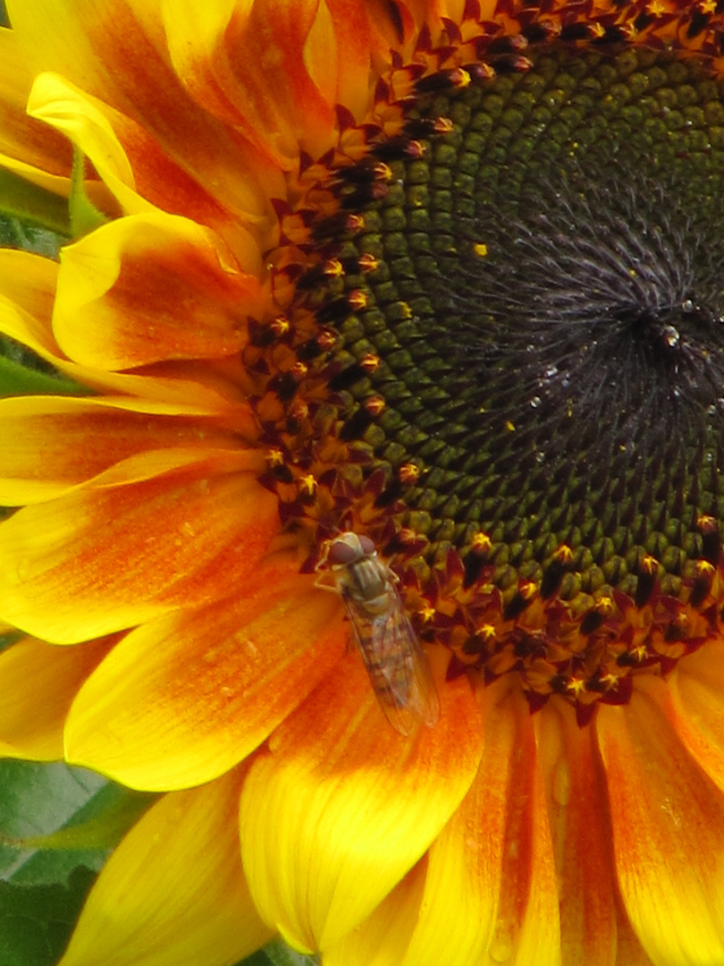 Sonnenblumenblüte