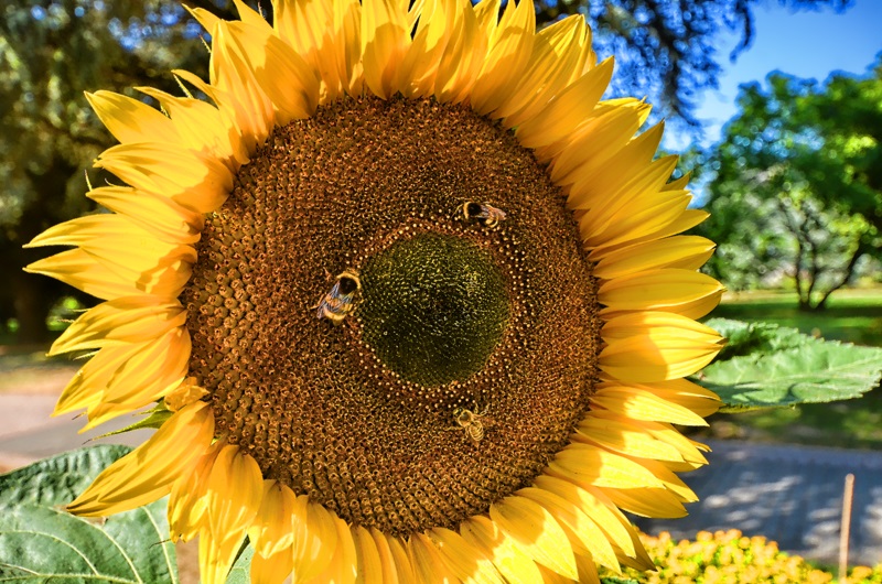 Sonnenblumenblüte