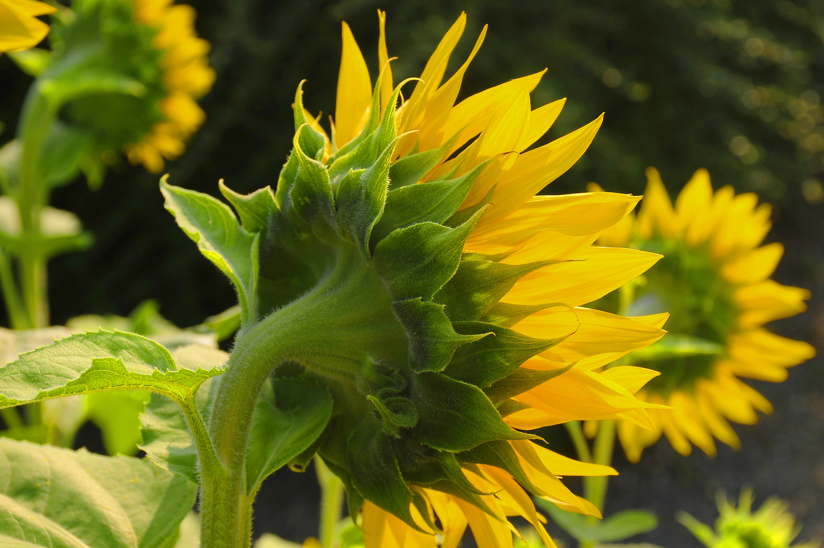 Sonnenblumenblüten von den Rückseiten