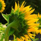 Sonnenblumenblüten von den Rückseiten