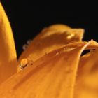 Sonnenblumenblütenblätter in der Sonne