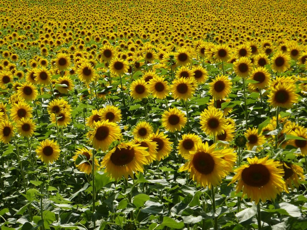 Sonnenblumenblütenfeld