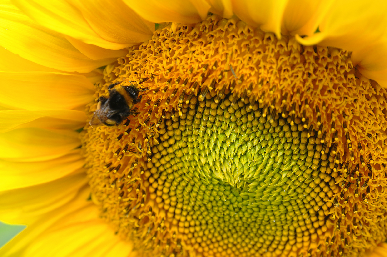 Sonnenblumenblütenstandanordnung mit Hummel