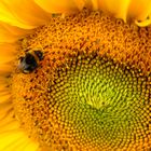 Sonnenblumenblütenstandanordnung mit Hummel