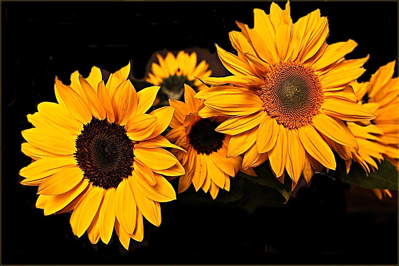 " Sonnenblumenfamilie "