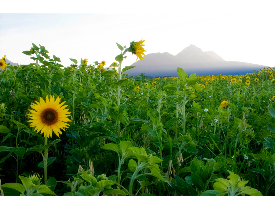 Sonnenblumenfeld