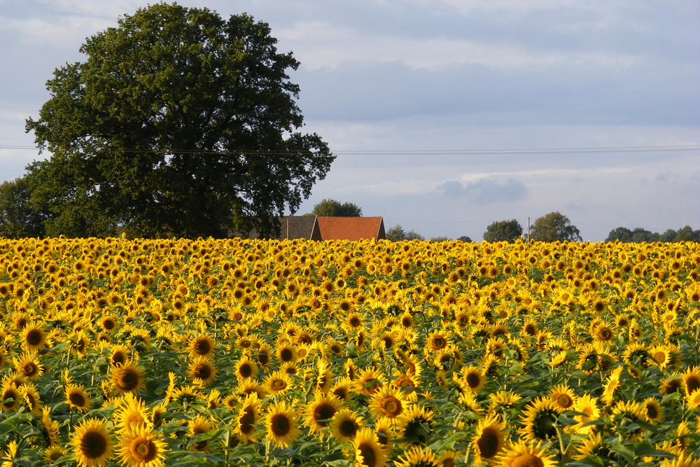 Sonnenblumenfeld