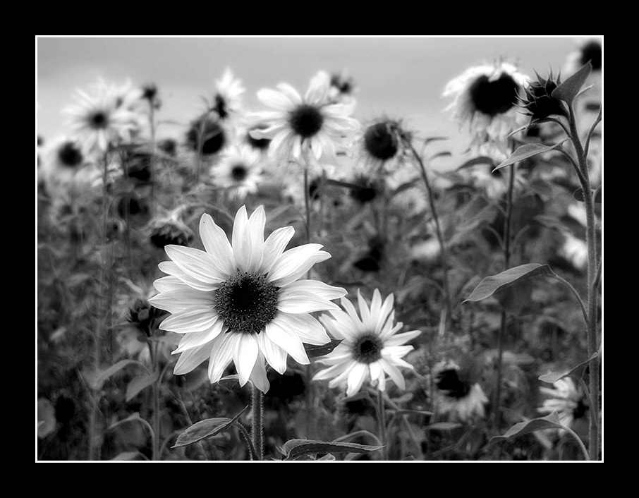 Sonnenblumenfeld von Marita Schreiber
