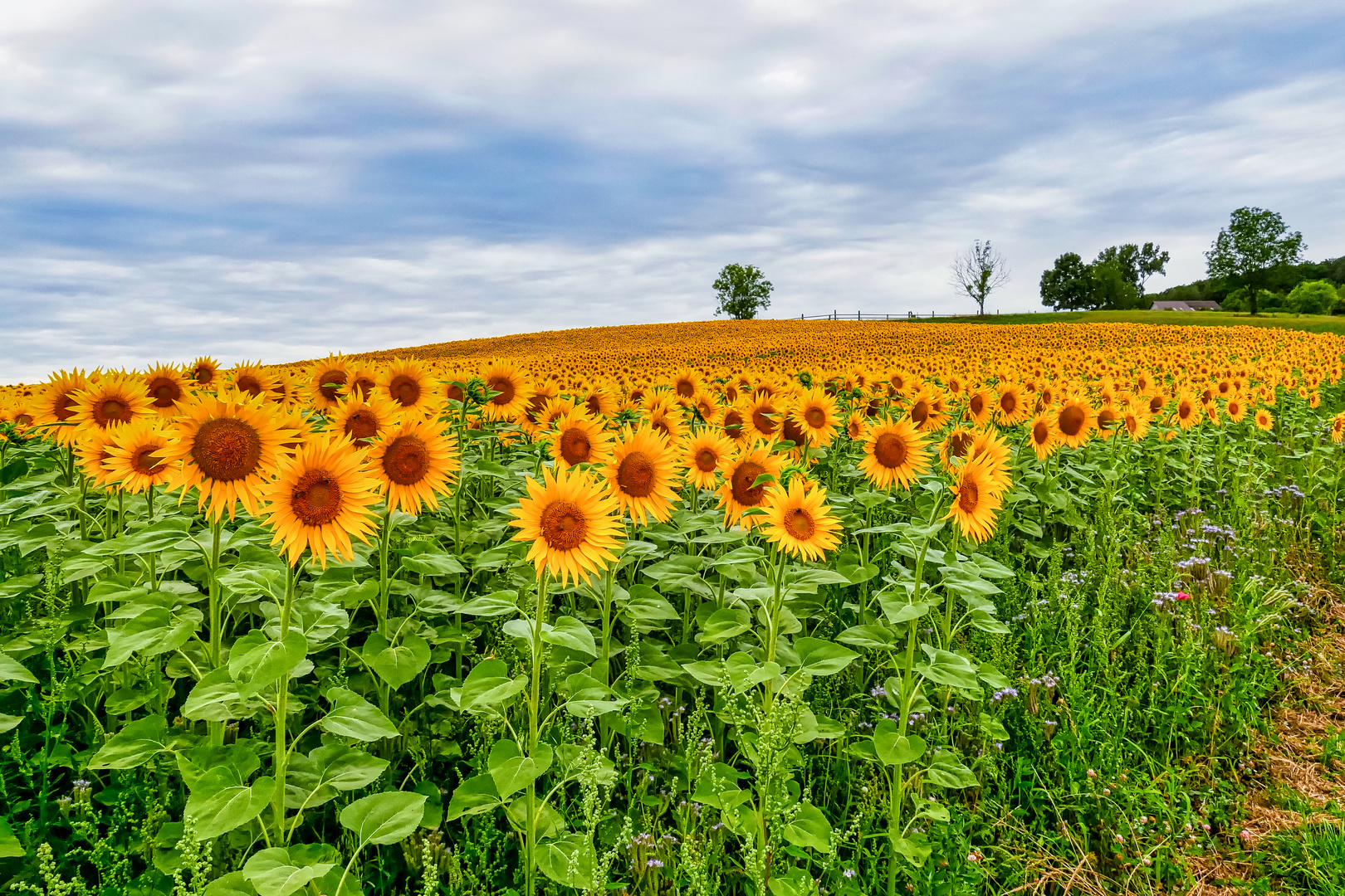 Sonnenblumenfeld 1