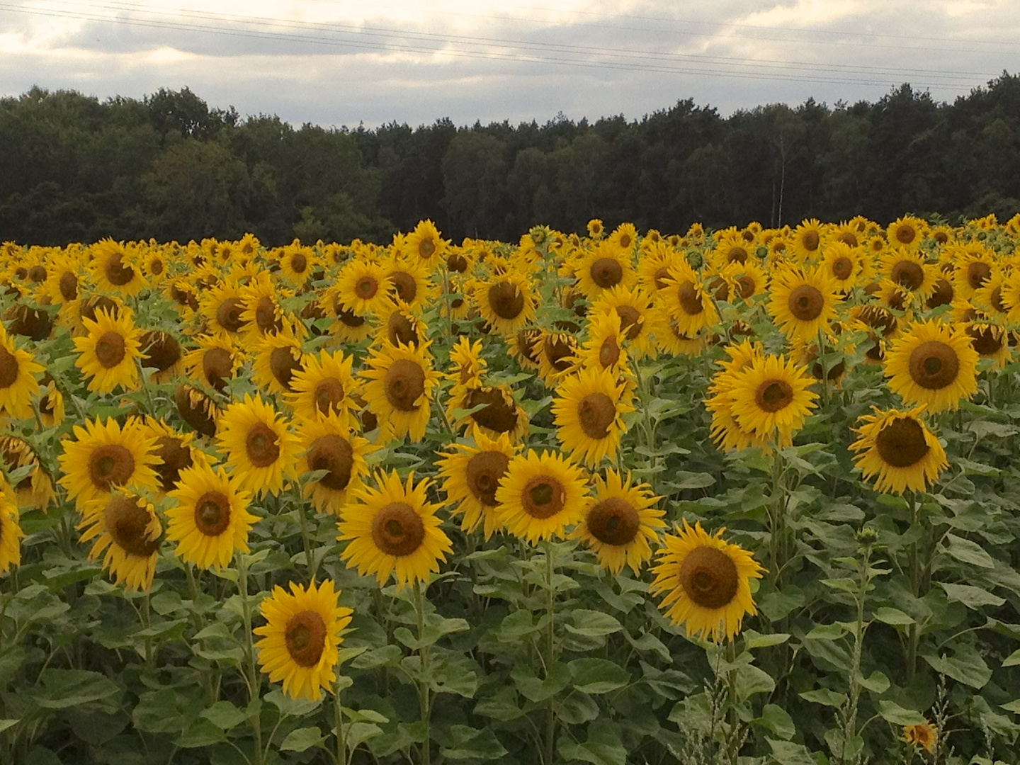 Sonnenblumenfeld