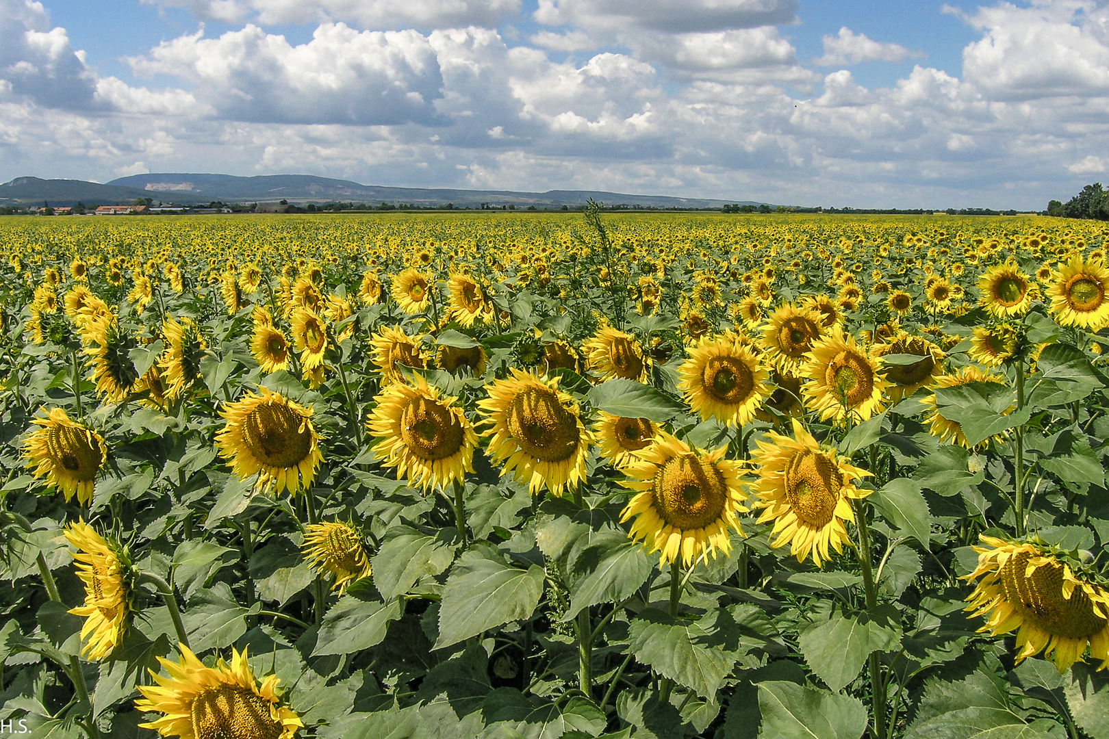 Sonnenblumenfeld