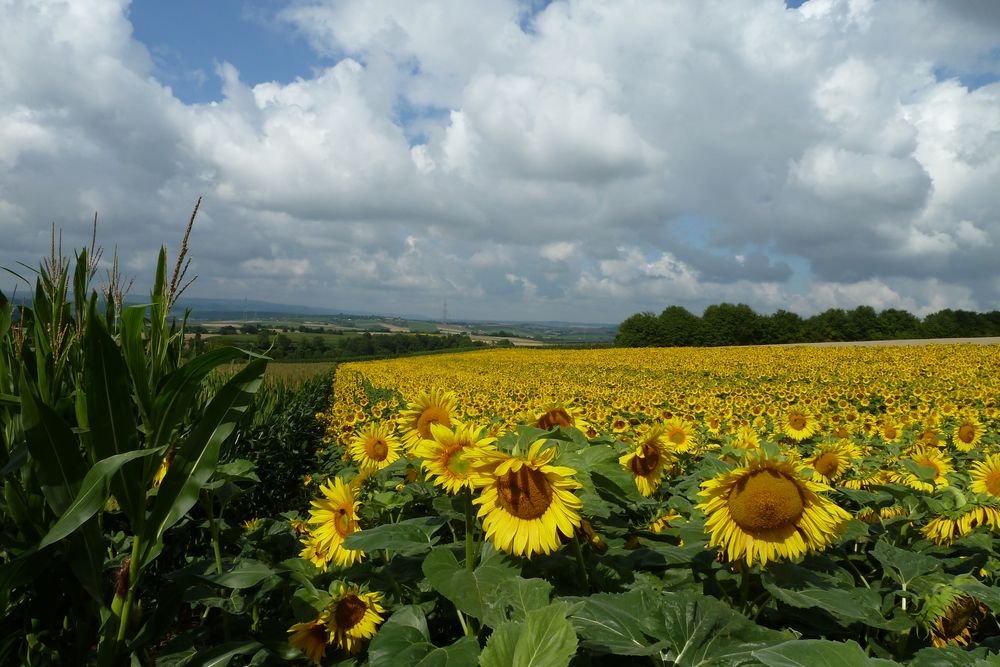 Sonnenblumenfeld