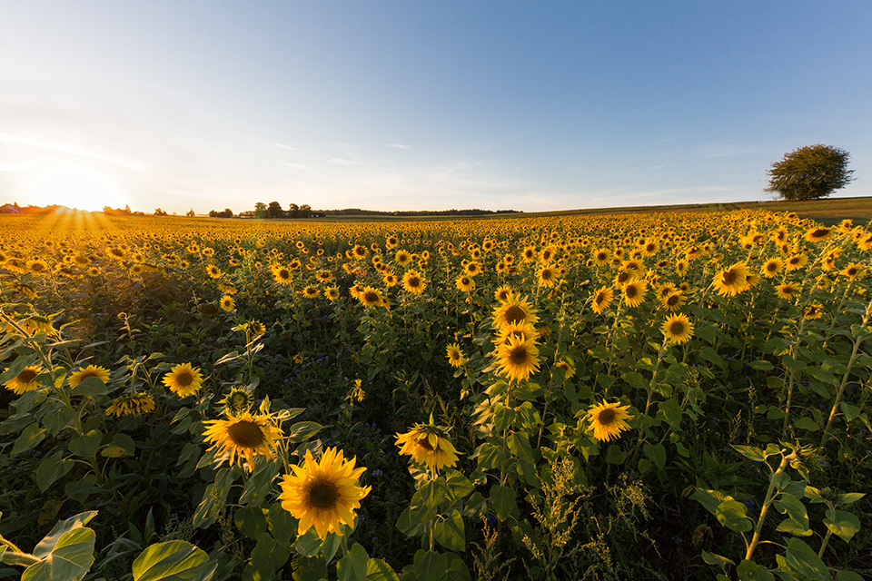 Sonnenblumenfeld