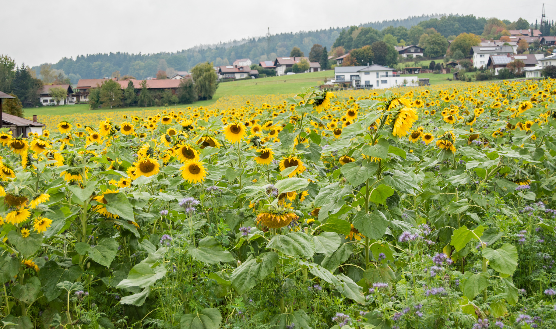 Sonnenblumenfeld