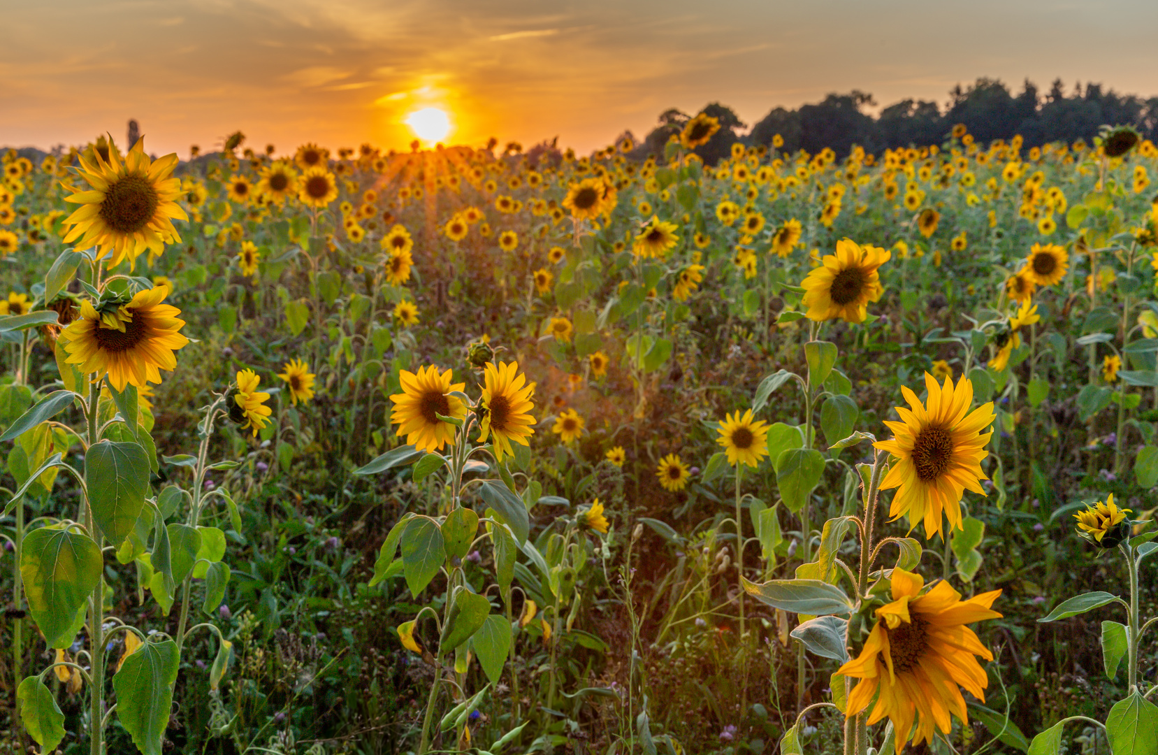 Sonnenblumenfeld