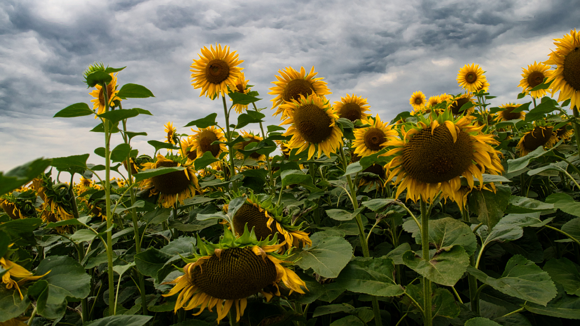 Sonnenblumenfeld