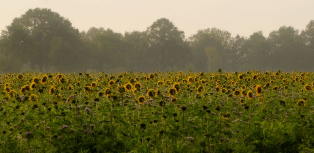 Sonnenblumenfeld