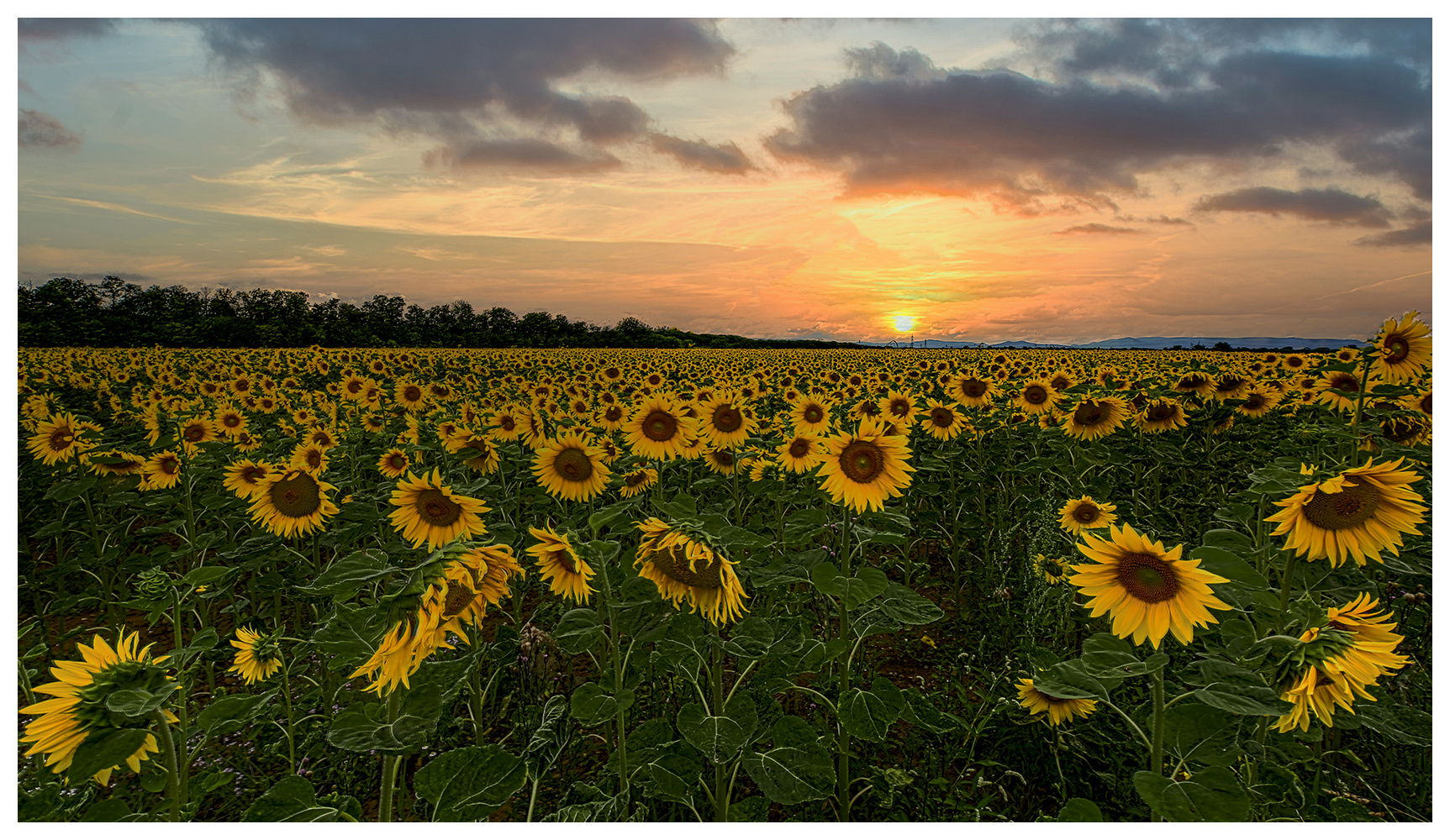 Sonnenblumenfeld