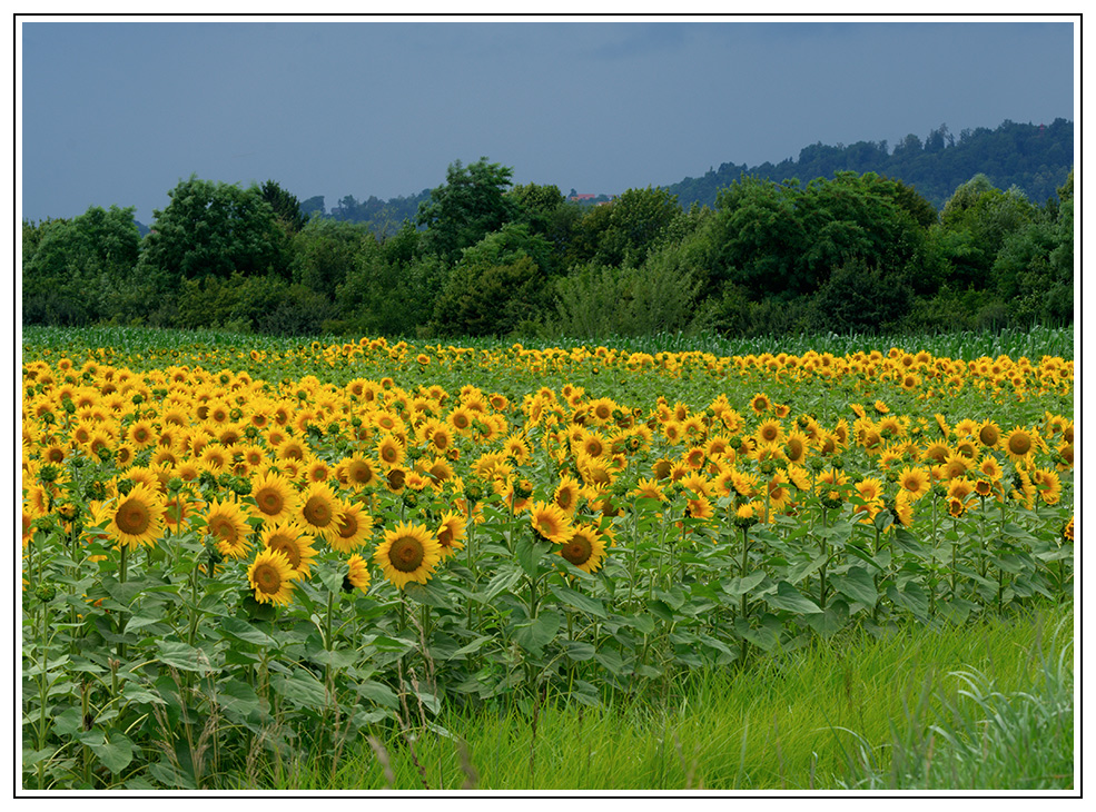 Sonnenblumenfeld