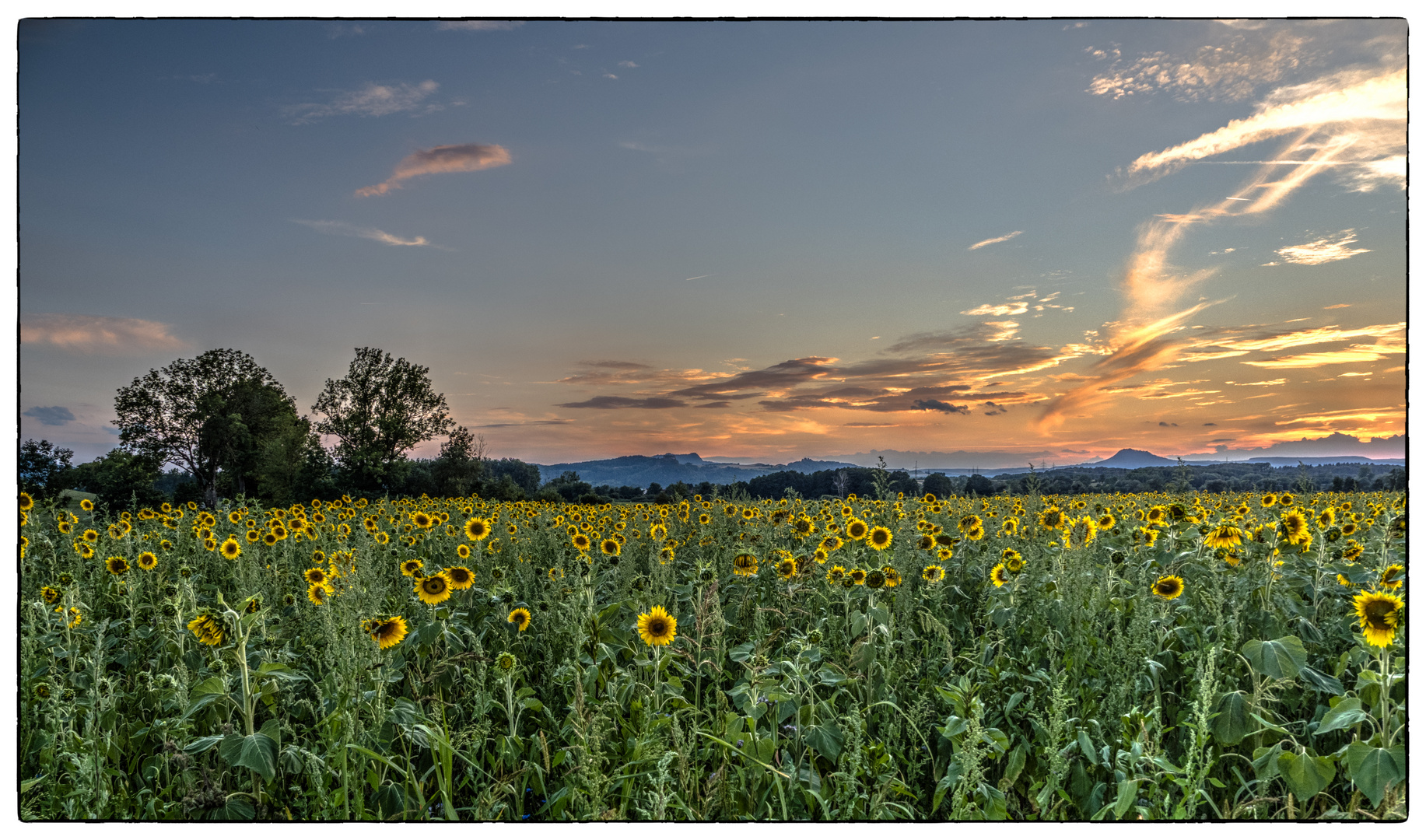 Sonnenblumenfeld