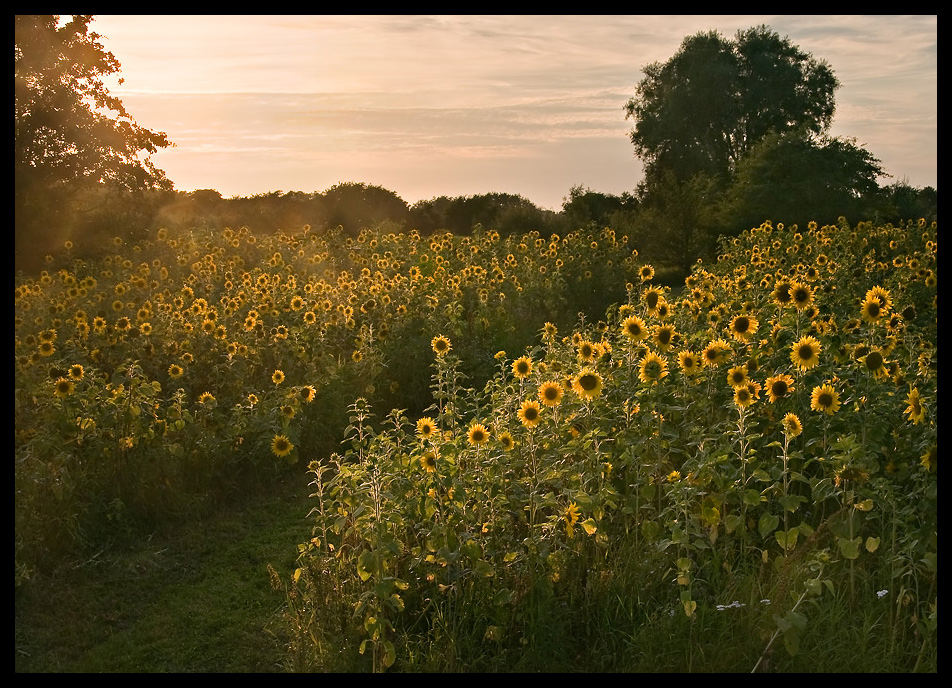 Sonnenblumenfeld