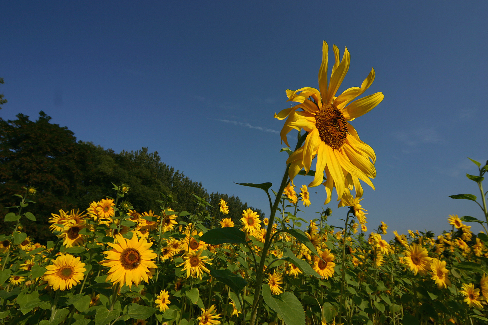 SonnenblumenFeld