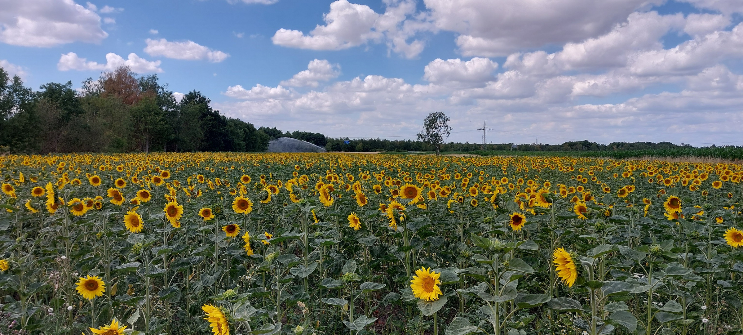 Sonnenblumenfeld