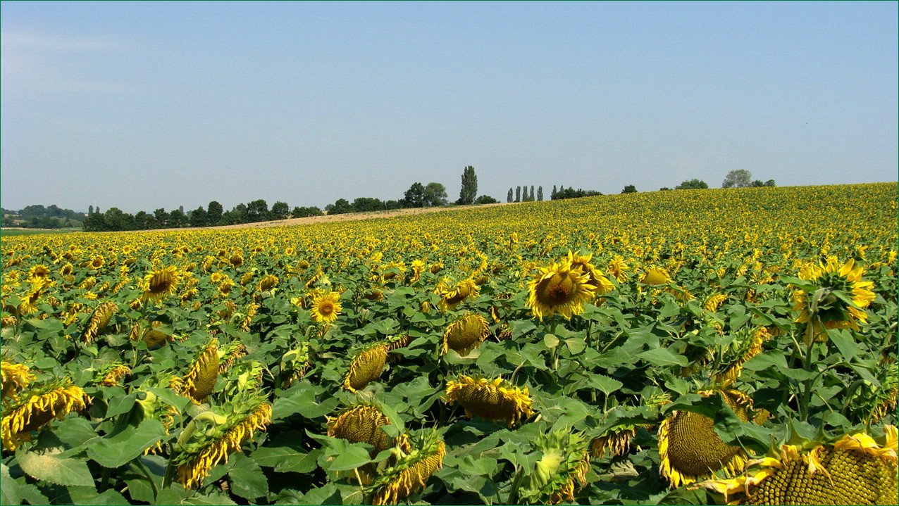 Sonnenblumenfeld