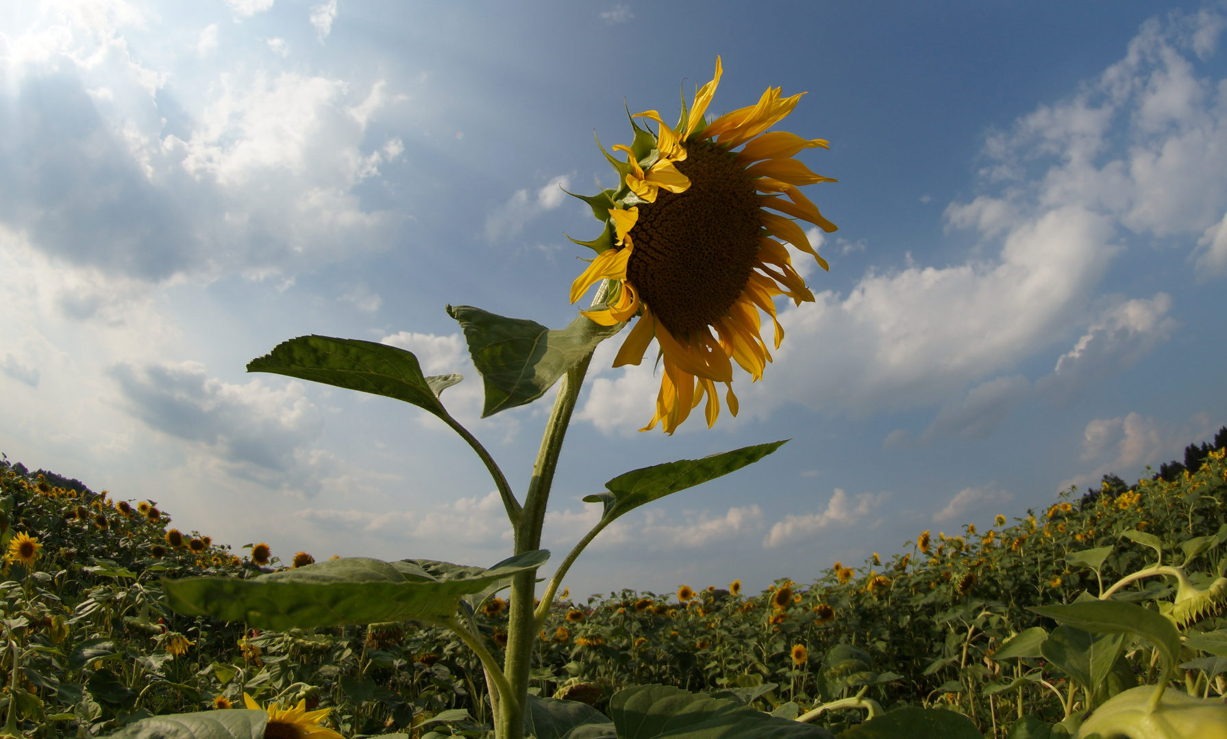 Sonnenblumenfeld