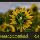 ............." Sonnenblumenfeld........"!