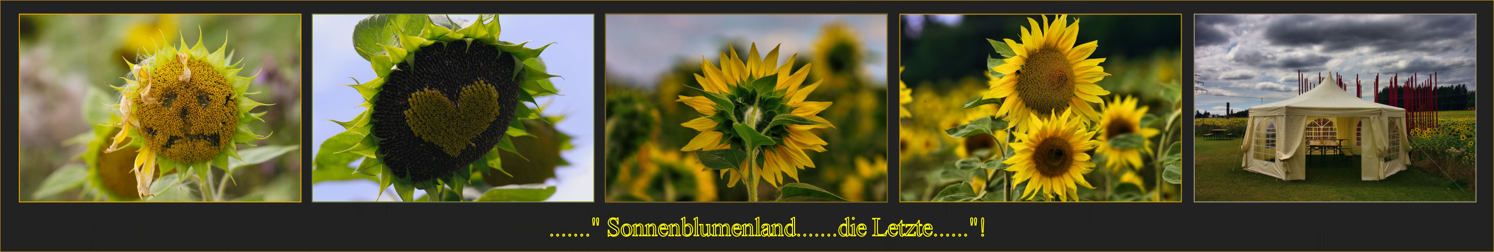 ............." Sonnenblumenfeld........"!