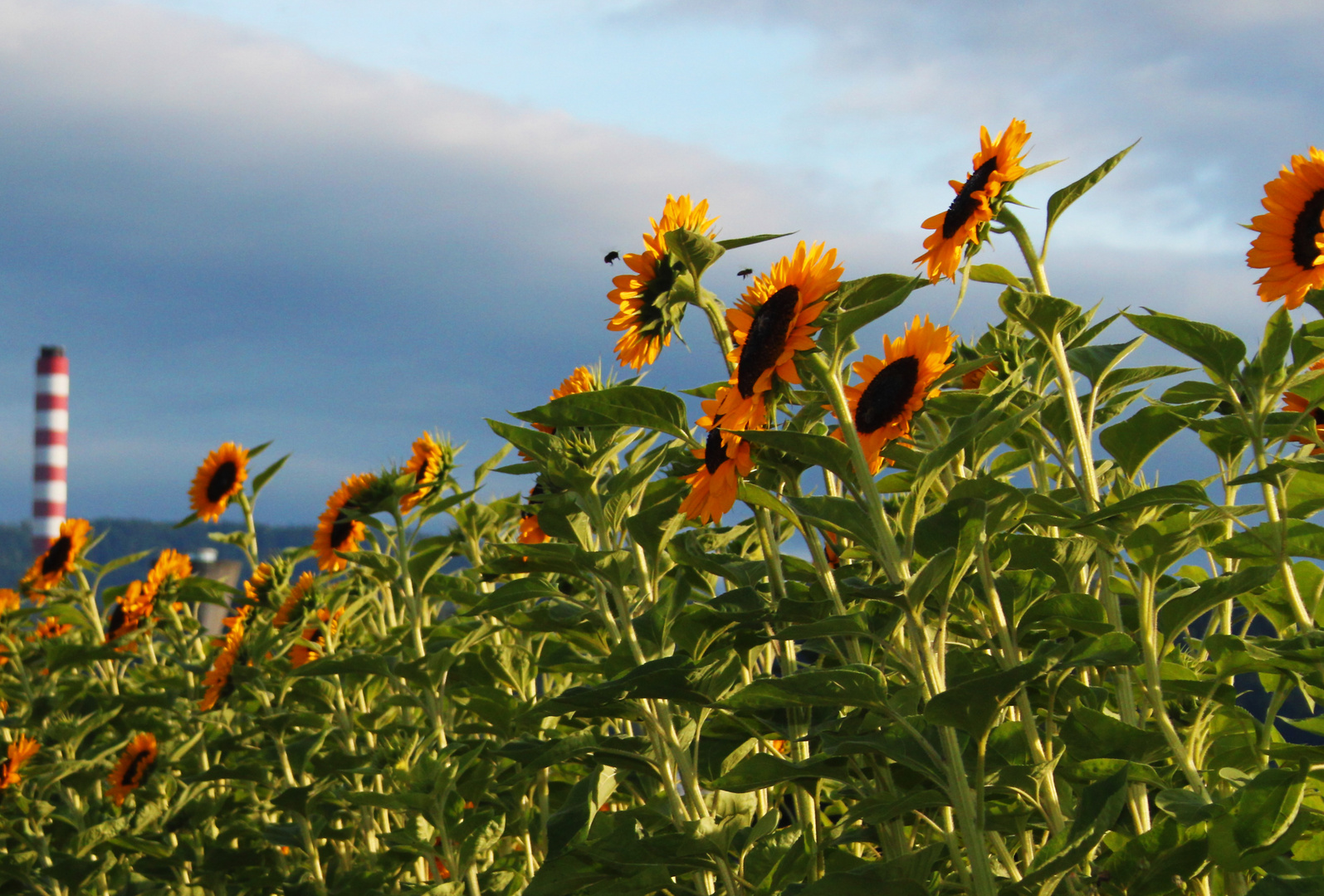 Sonnenblumenfeld