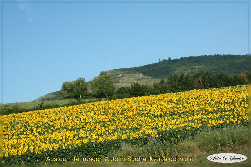 Sonnenblumenfeld