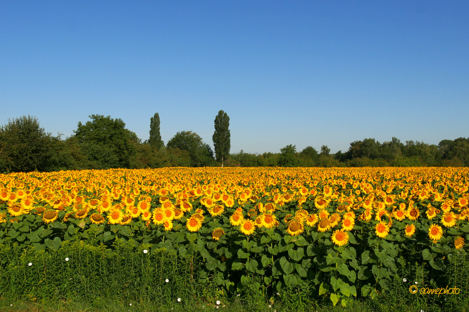 Sonnenblumenfeld