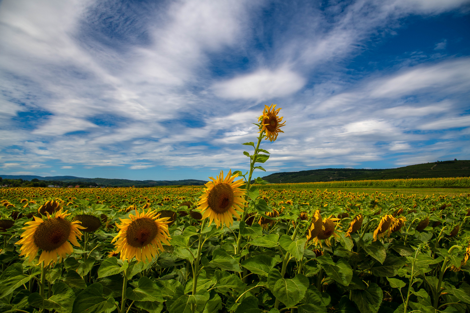 Sonnenblumenfeld