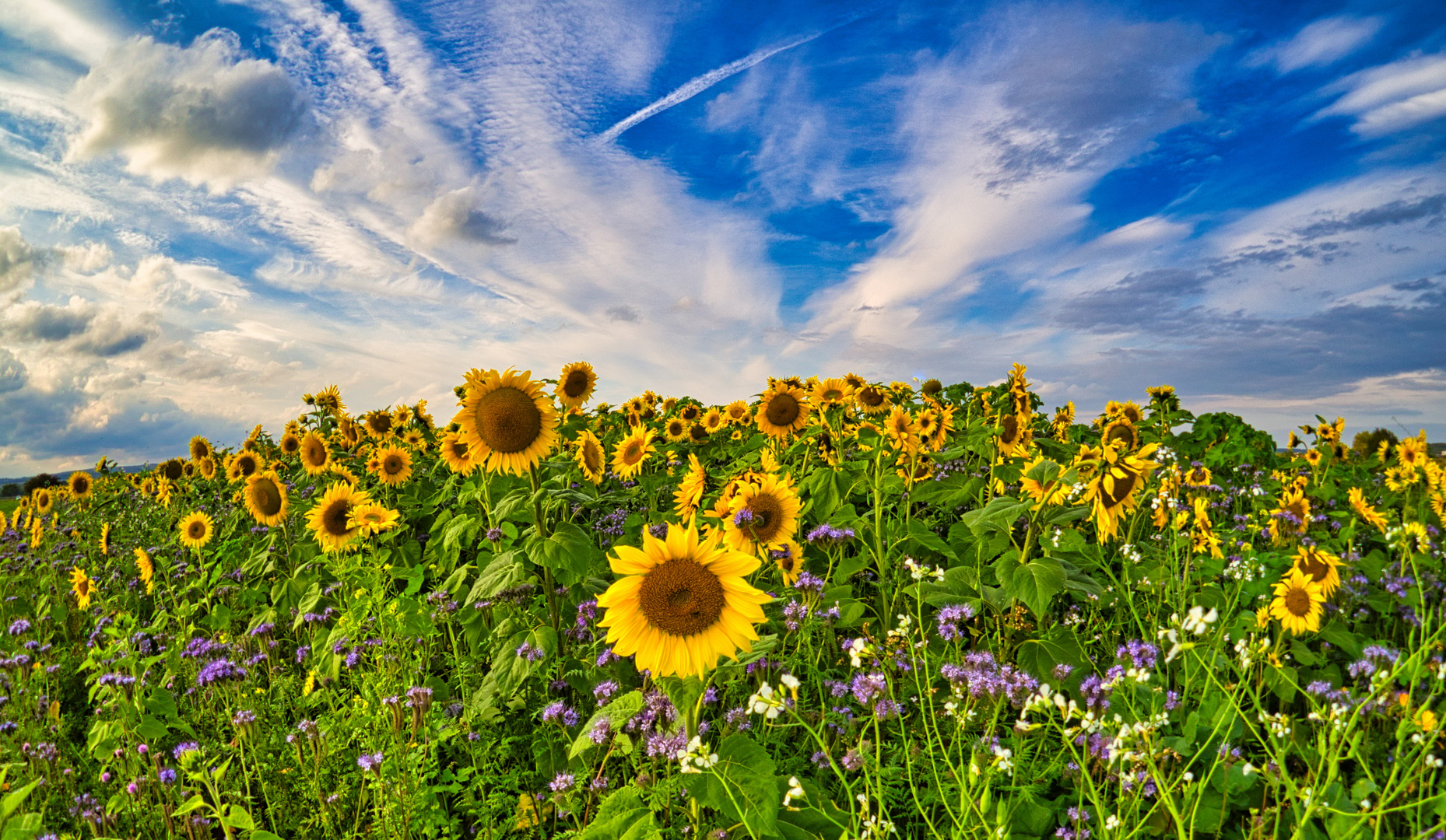 Sonnenblumenfeld