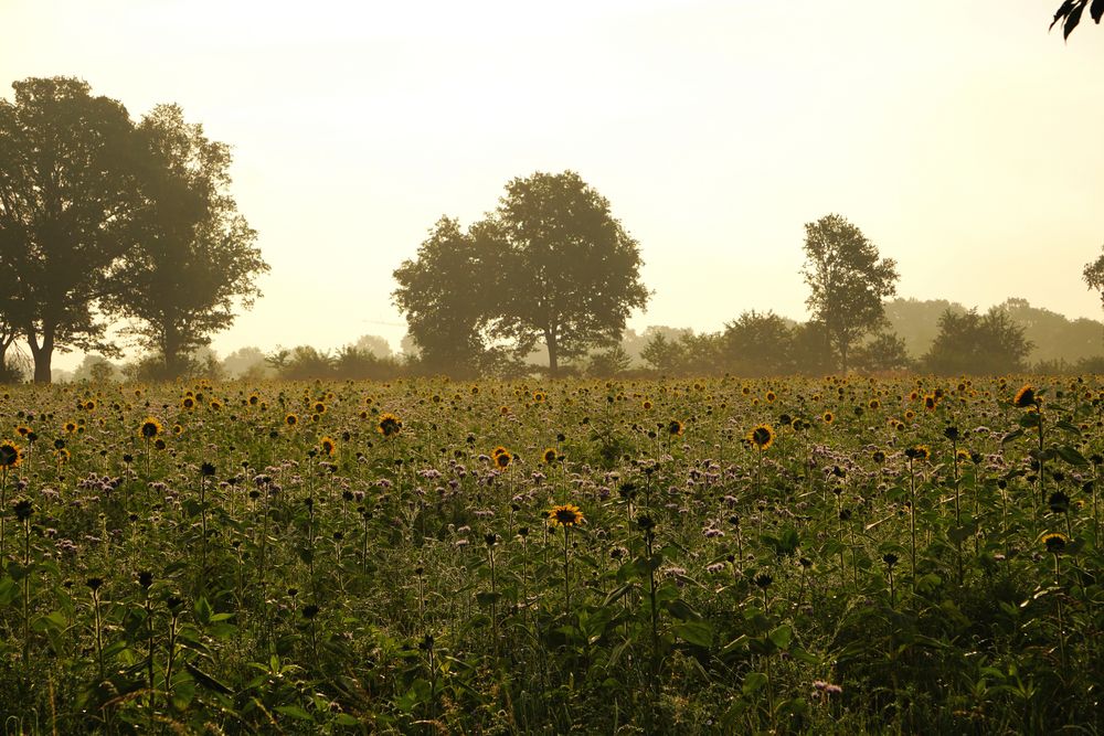 Sonnenblumenfeld