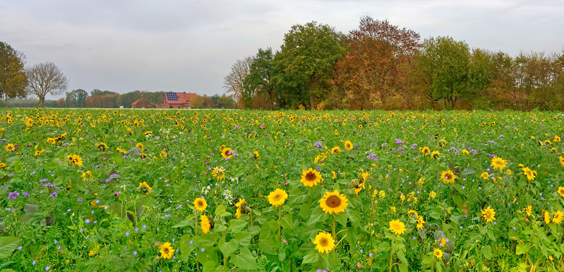 Sonnenblumenfeld