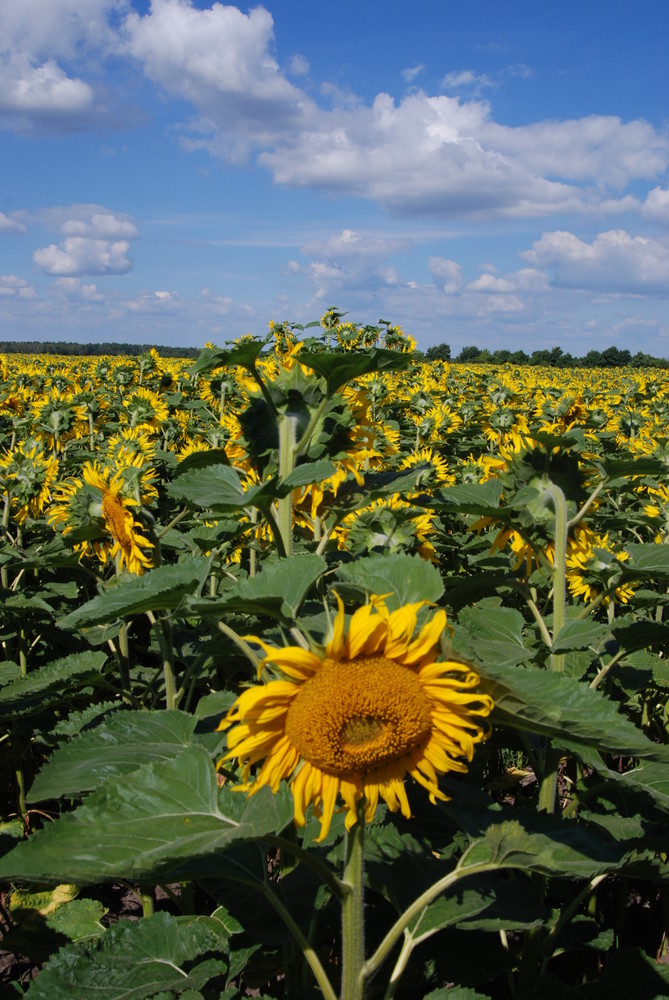 Sonnenblumenfeld