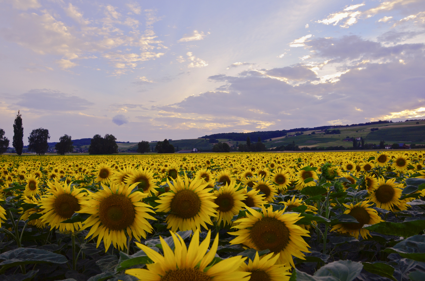 Sonnenblumenfeld